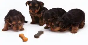 dry dog foods