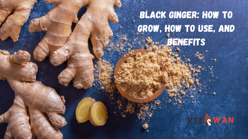 Black Ginger: How to Grow, How to Use, and Benefits