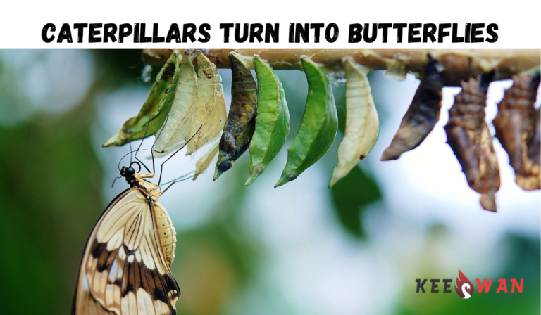 do-all-caterpillars-turn-into-butterflies-keeswan