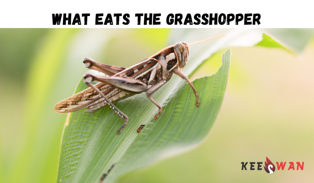What Eats the Grasshopper