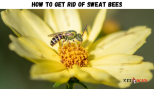 How to Get Rid of Sweat Bees